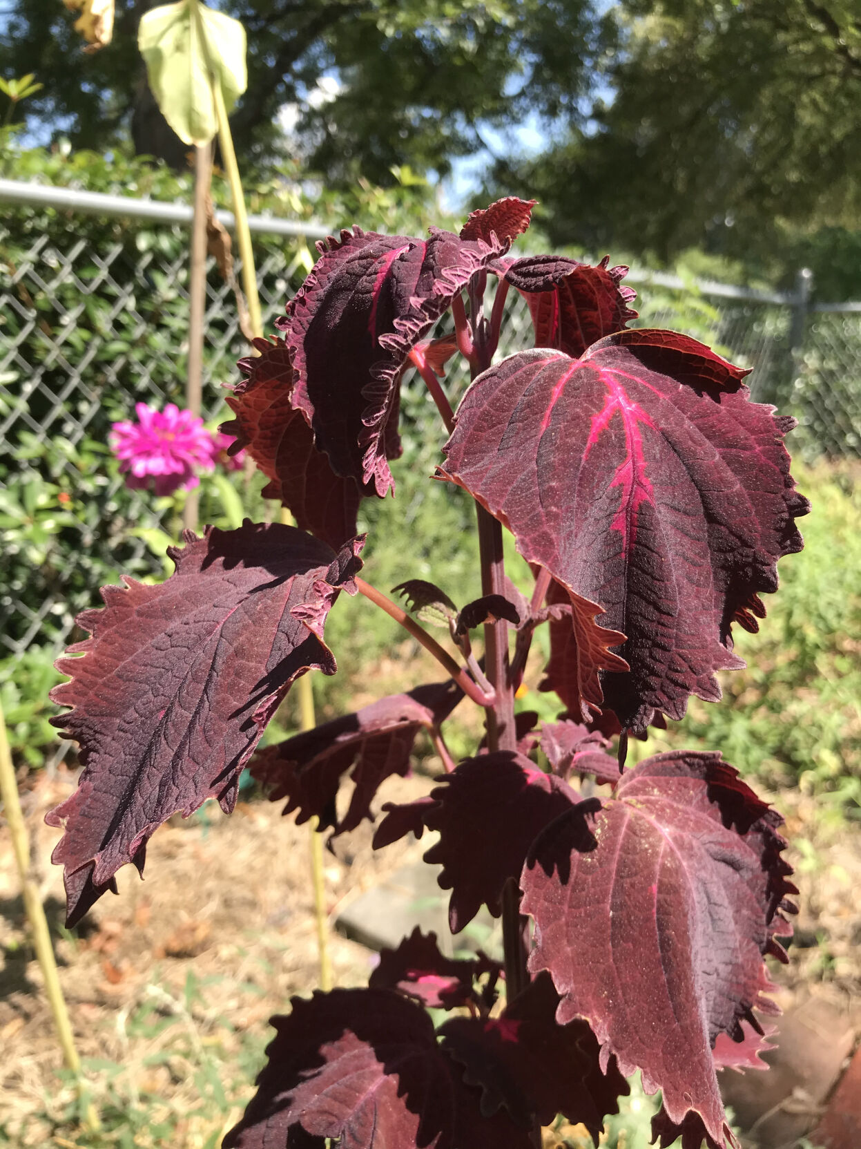 Gardening